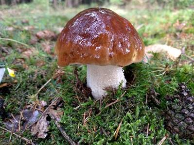 steinpilz1a