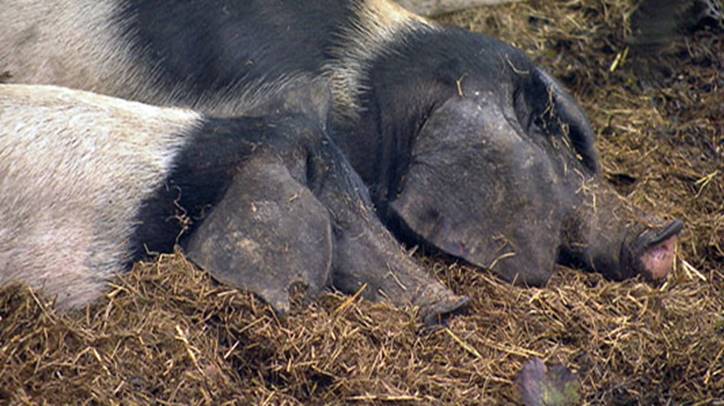 Beschreibung: Beschreibung: Beschreibung: Beschreibung: Beschreibung: schweiners2
