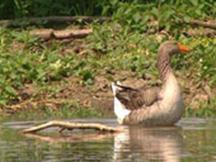 Beschreibung: Beschreibung: Beschreibung: Beschreibung: Beschreibung: rott1